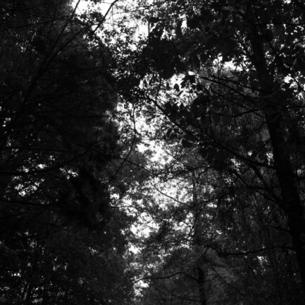 The Harbinger - Nature Is Transgression CD